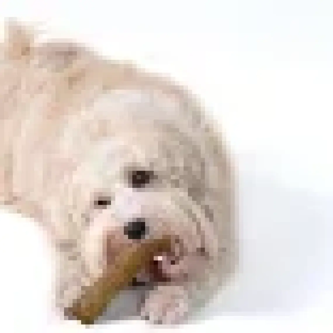 Petstages Durable Stick-Small Bitmeyen Kemik Köpek Oyuncağı Diş Kaşıyıcı