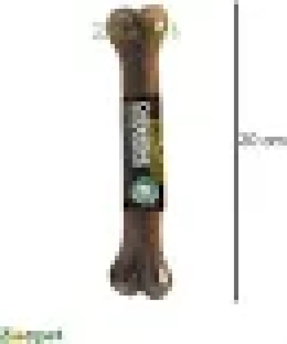 Gimdog Mordimi Press Kemik 8'' - 20cm  Naturel