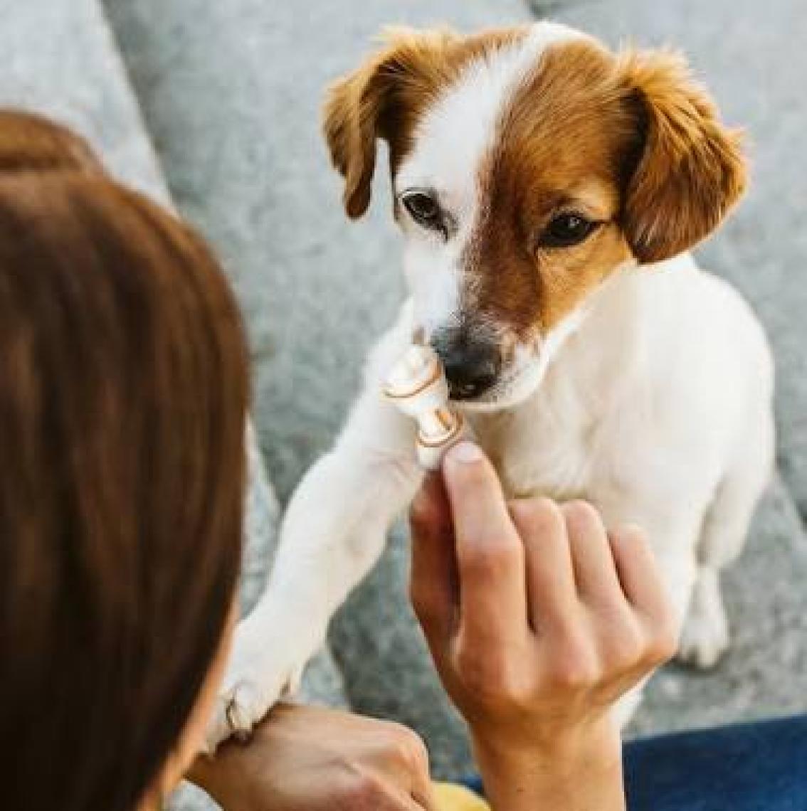 8in1 Delights Bones Köpekler İçin Ağız Bakım Kemiği Large