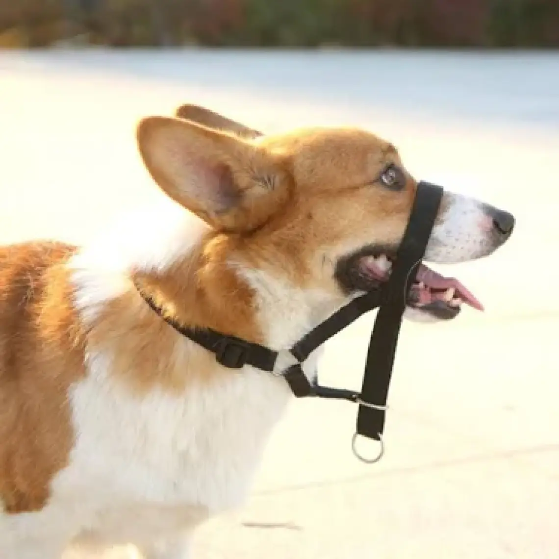 13027 Muzzle Black 7M/Ağızlık