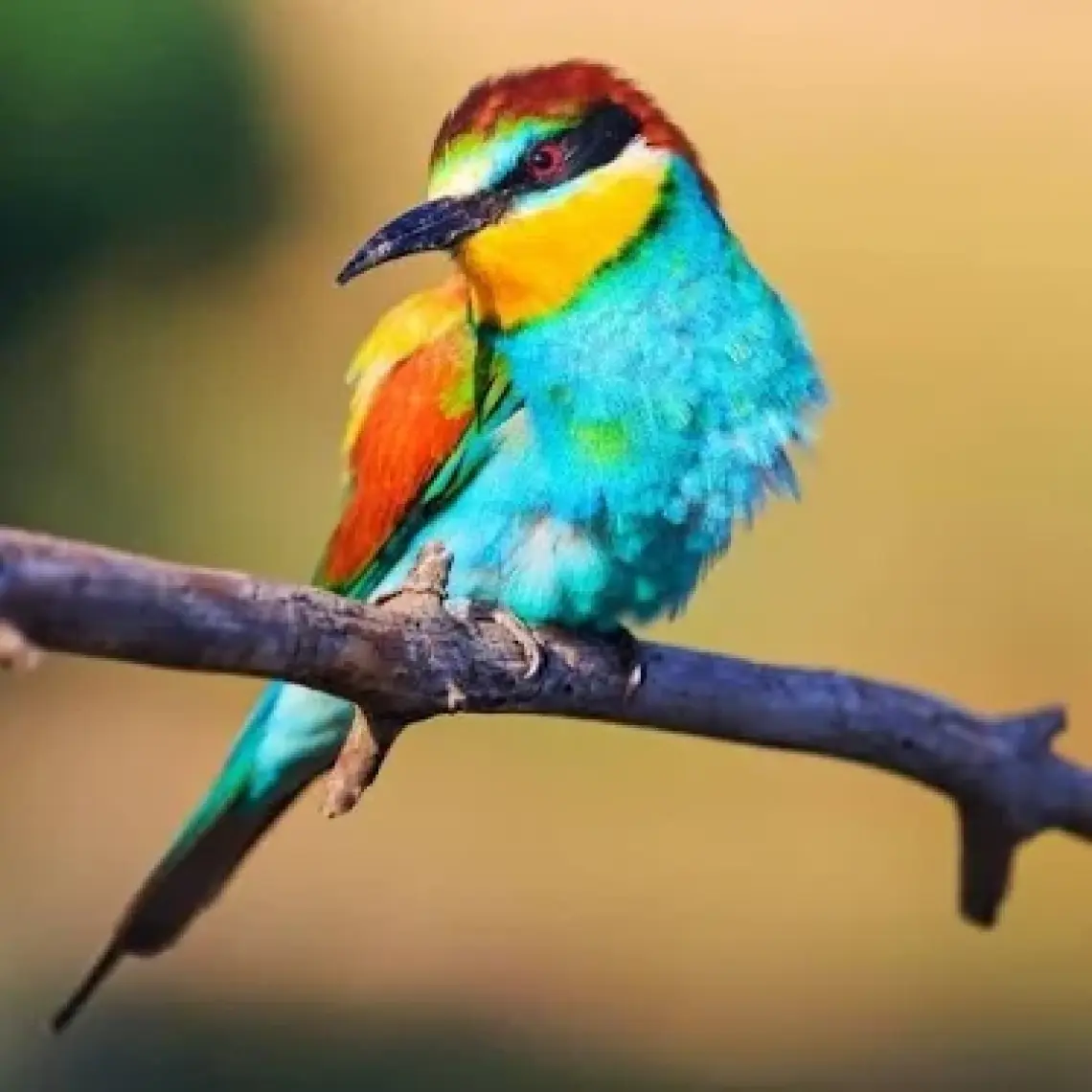 Versele Laga Tropikal Finch Yemi 1 Kg