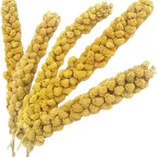 Doğal Dal Darı