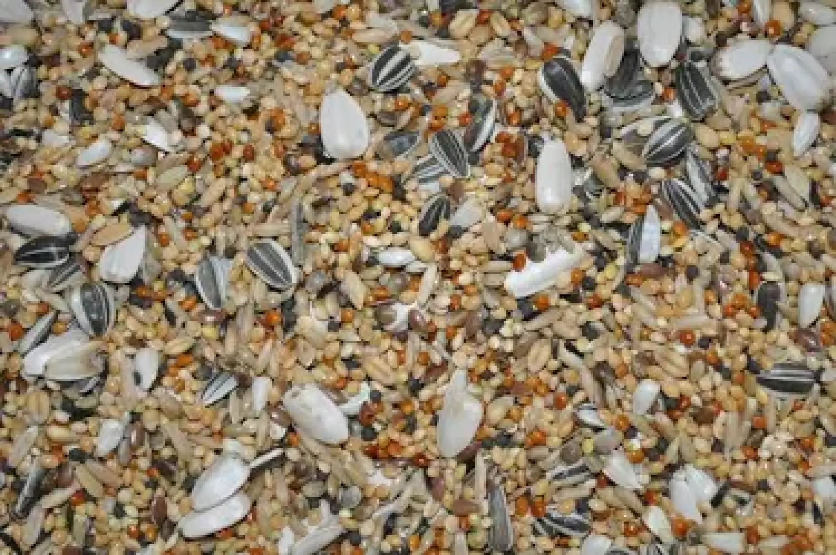 Versele Laga Paraket Yemi 1 kg
