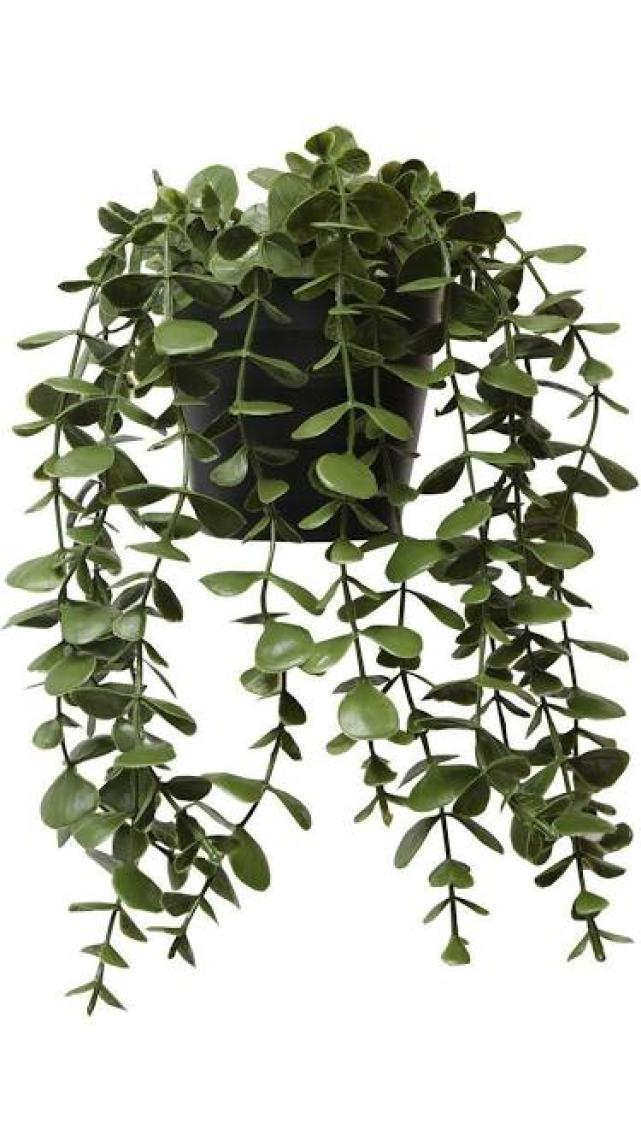 Homing Karışık Saksı Renkli Sarkan Okaliptus Bitki Çiçek 28 Cm 241590