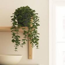 Homing Karışık Saksı Renkli Sarkan Okaliptus Bitki Çiçek 28 Cm 241590