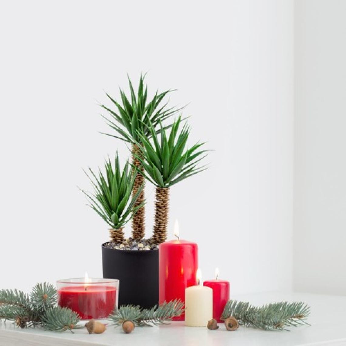 Çiçekmisin Siyah Saksıda Üç Dal Yapay Kaktüs Aloevera