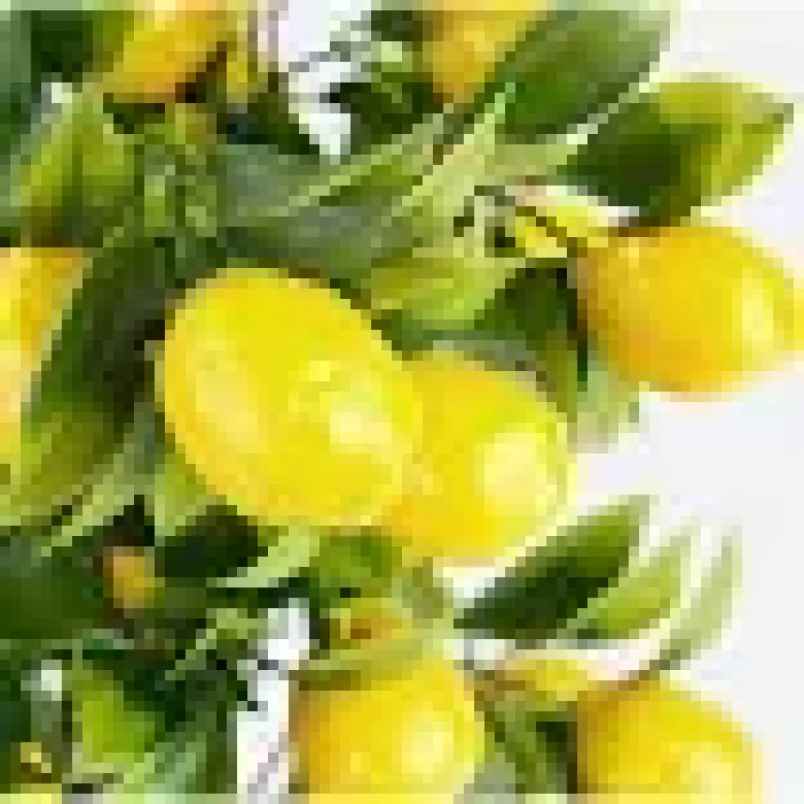 Çiçekmisin Porselen Saksıda Yapay Limon Ağacı