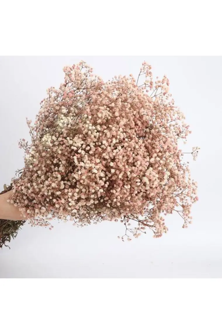 Netten Evime Kuru Çiçek Doğal Pudra Pembe Cipso 50GRAM 1. Kalite Şoklanmış Bozulmaz