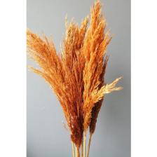 Alyones 8'li Büyük Demet Pampas Turuncu 100CM Boyunda