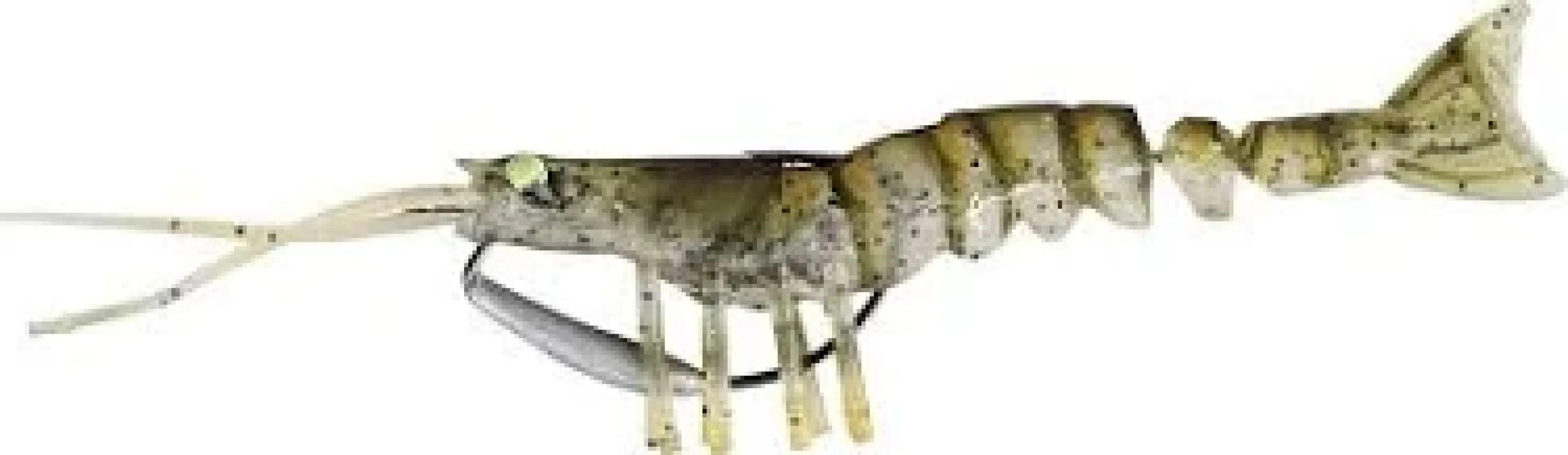 Savage Gear Tpe Manic SHRIMP10 cm 8 grr Silikon Karides Yem