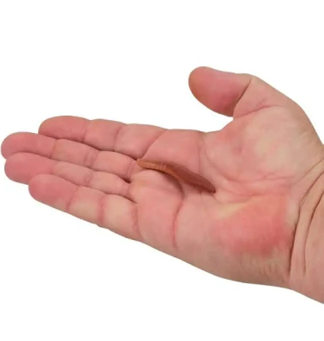 Berkley Gulp Pinched Crawler Sahte Kurt 14lü