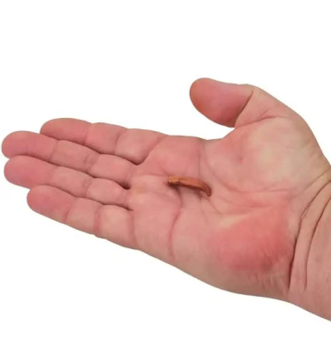 Berkley Gulp Pinched Crawler Sahte Kurt 14lü