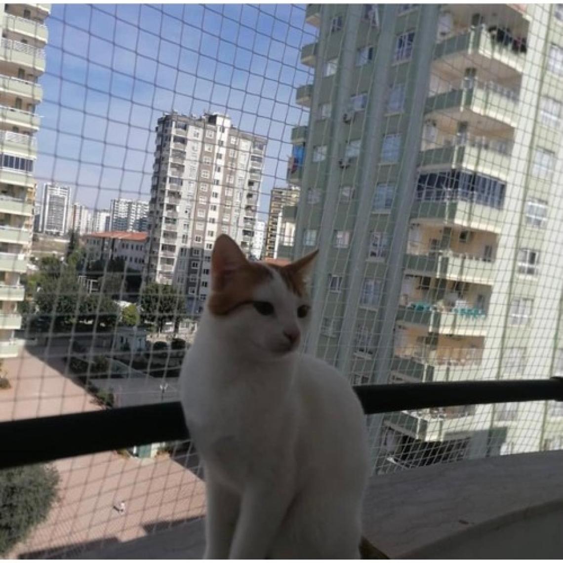Kedi Filesi, hayvan koruma filesi (2metre*5metre)