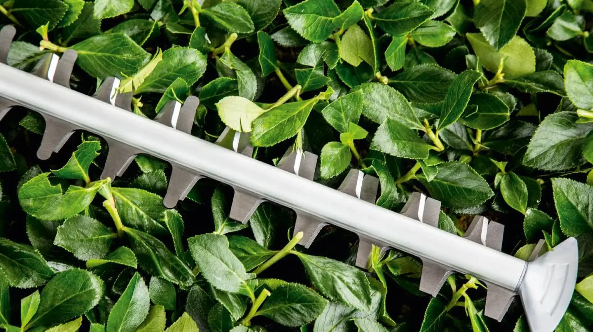 Bosch Advanced Hedgecut Çit Budama Makinası - 06008C0900
