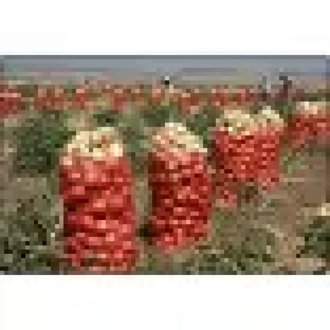 Fil İp Beyaz Ip Ambalaj Ipi-Çuval Ağız Ipi 1 kg