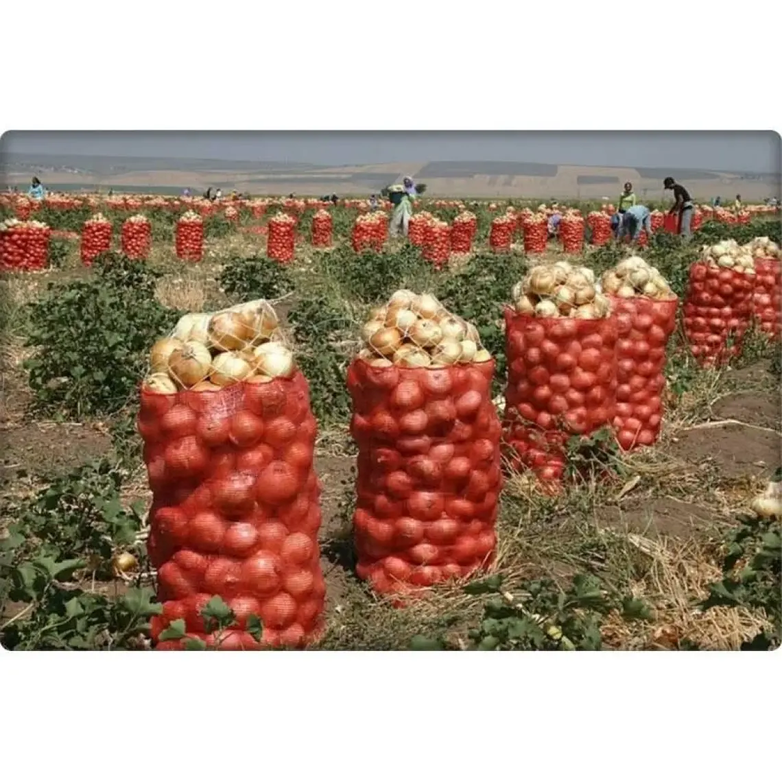 Fil İp Beyaz Ip Ambalaj Ipi-Çuval Ağız Ipi 1 kg