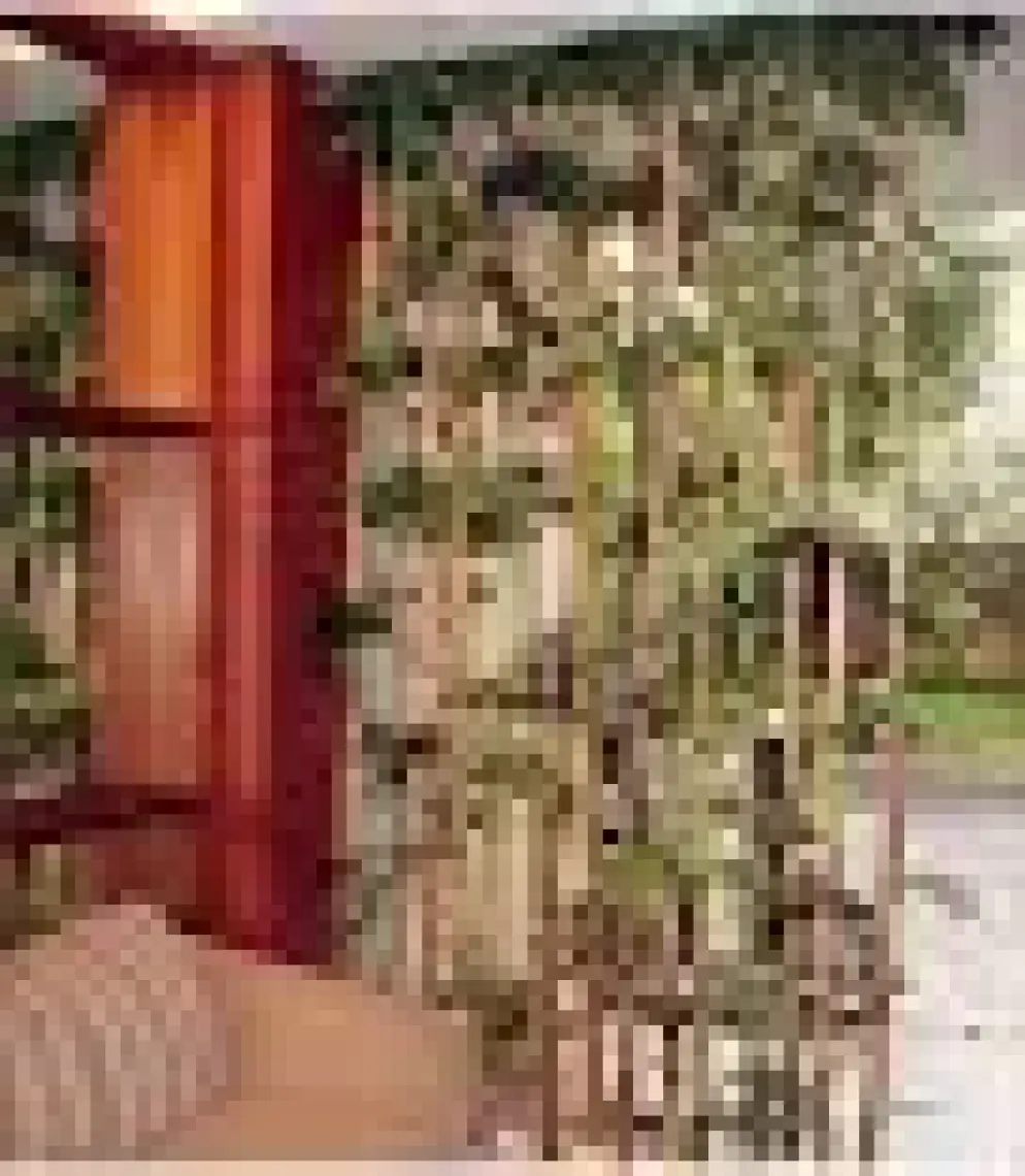 Bahçem Bambu 10'lu Bitki Destek Çubuğu 16 mm 180 cm
