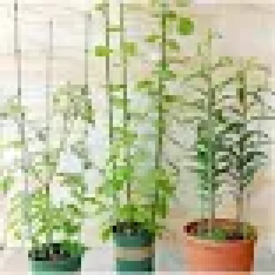 Bahçem Halkalı Bitki Destek Kafesi 90 cm