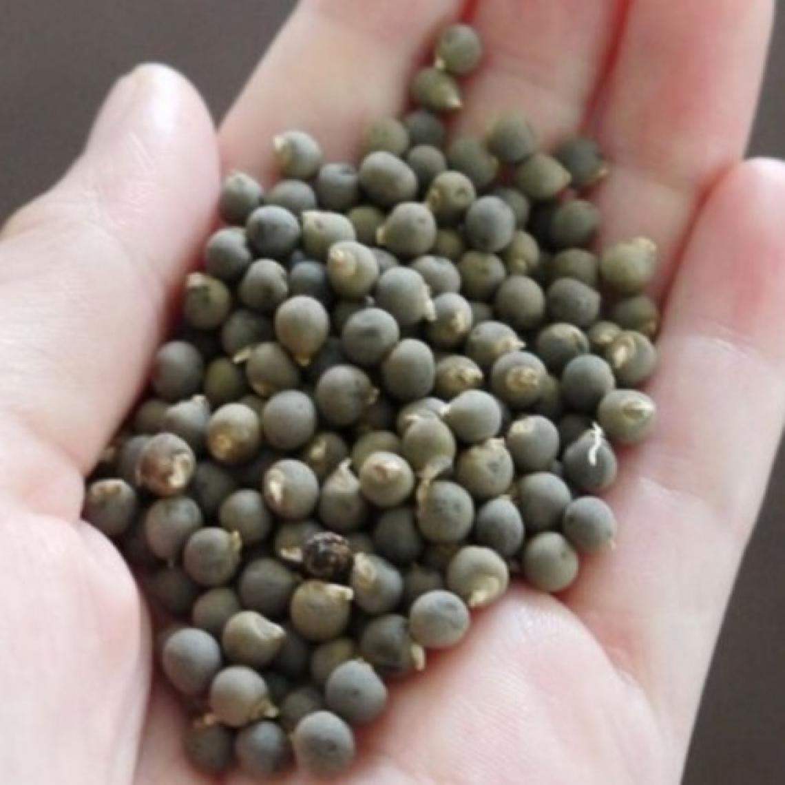 Tohum Bul Şifa Amaçlı Doğal Bamya Tohumu (1 Kg)