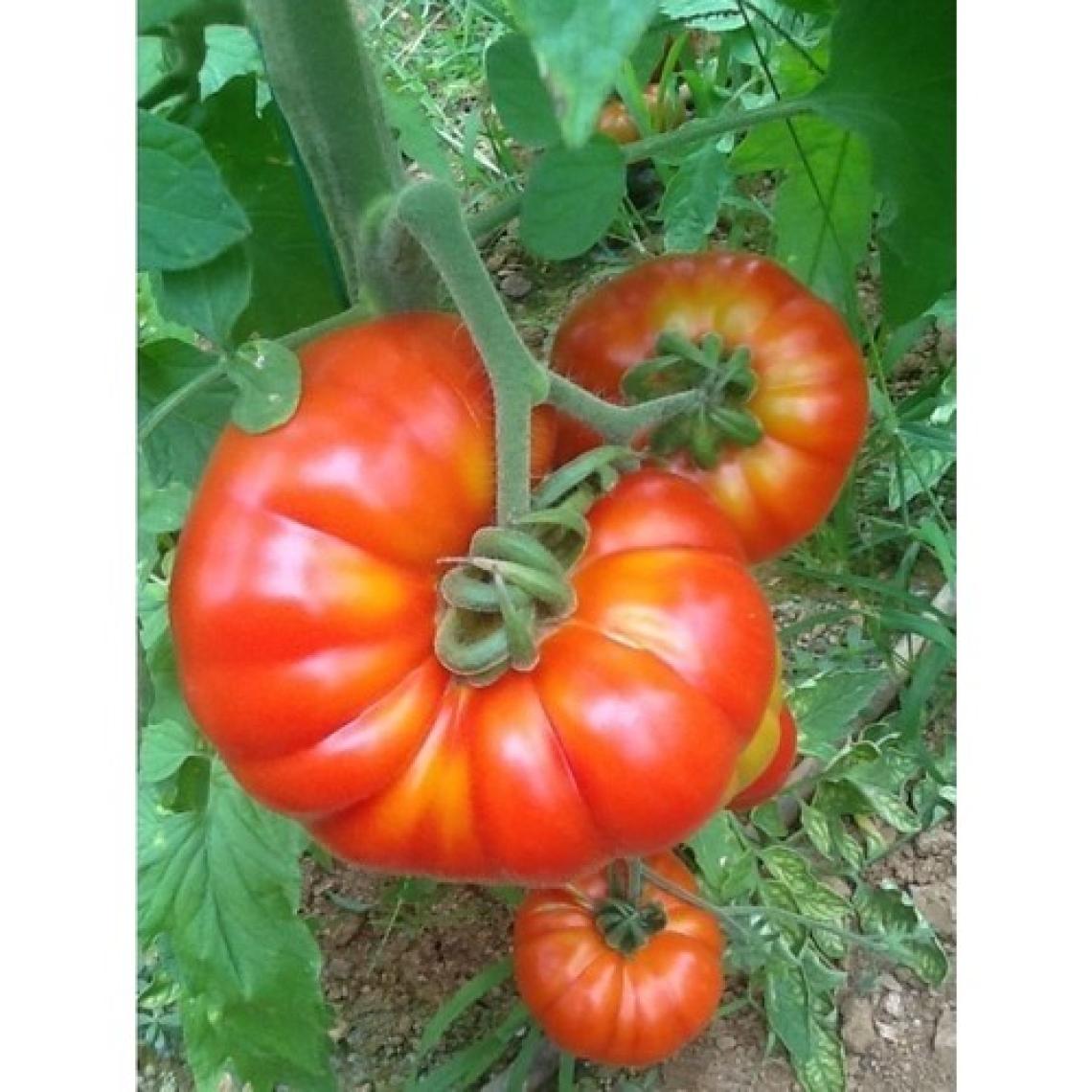 Karahasanoğlu Tarım Yerli Köy Domatesi Tohumu (Marmande) 1 gr (Ort 400 Ad Tohum)