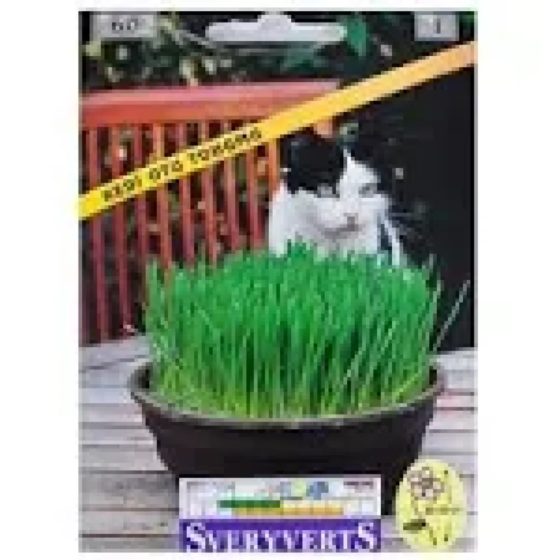 Kedi Otu Tohumu
