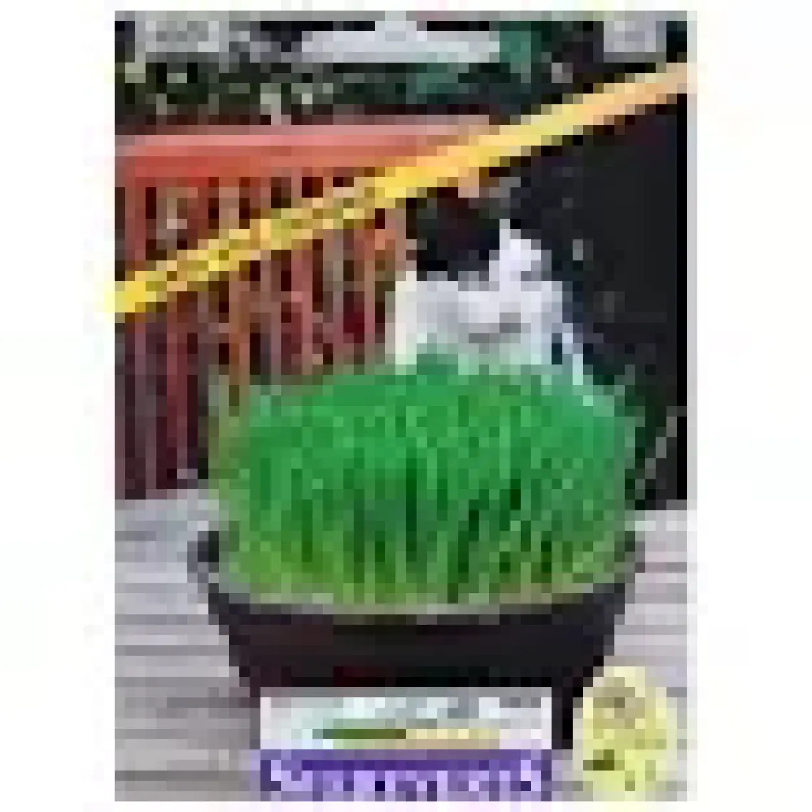 Kedi Otu Tohumu