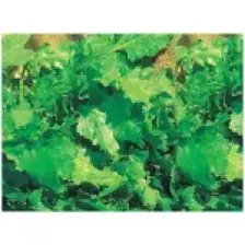 Tere Tohumu(10 Gr)