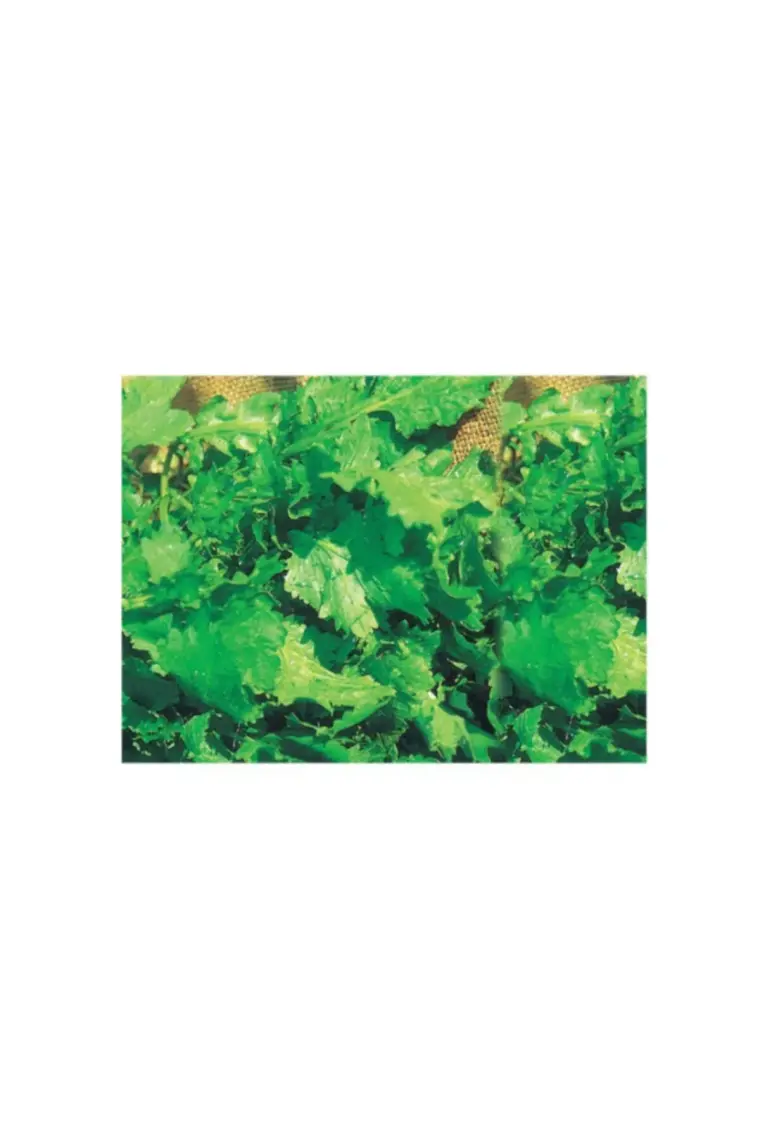 Tere Tohumu(10 Gr)