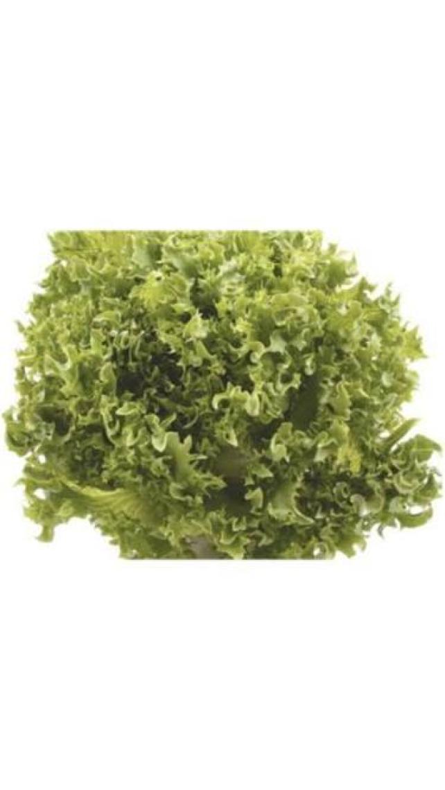 Marul Arapsaçı Kıvırcık Tohumu(10 Gr)