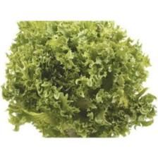 Marul Arapsaçı Kıvırcık Tohumu(10 Gr)