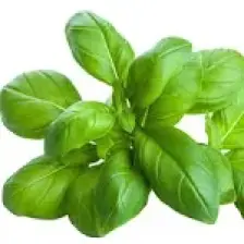Ev Ve Bahçe İri Yapraklı Genovese Fesleğen Tohumu (100 Tohum)