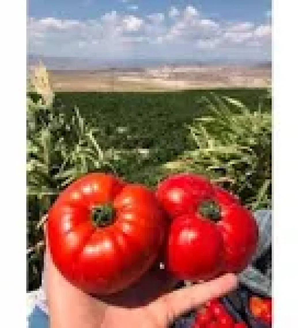 Agrodal Tarım Doğal Dilimli Köy Domatesi 100 Adet Tohum