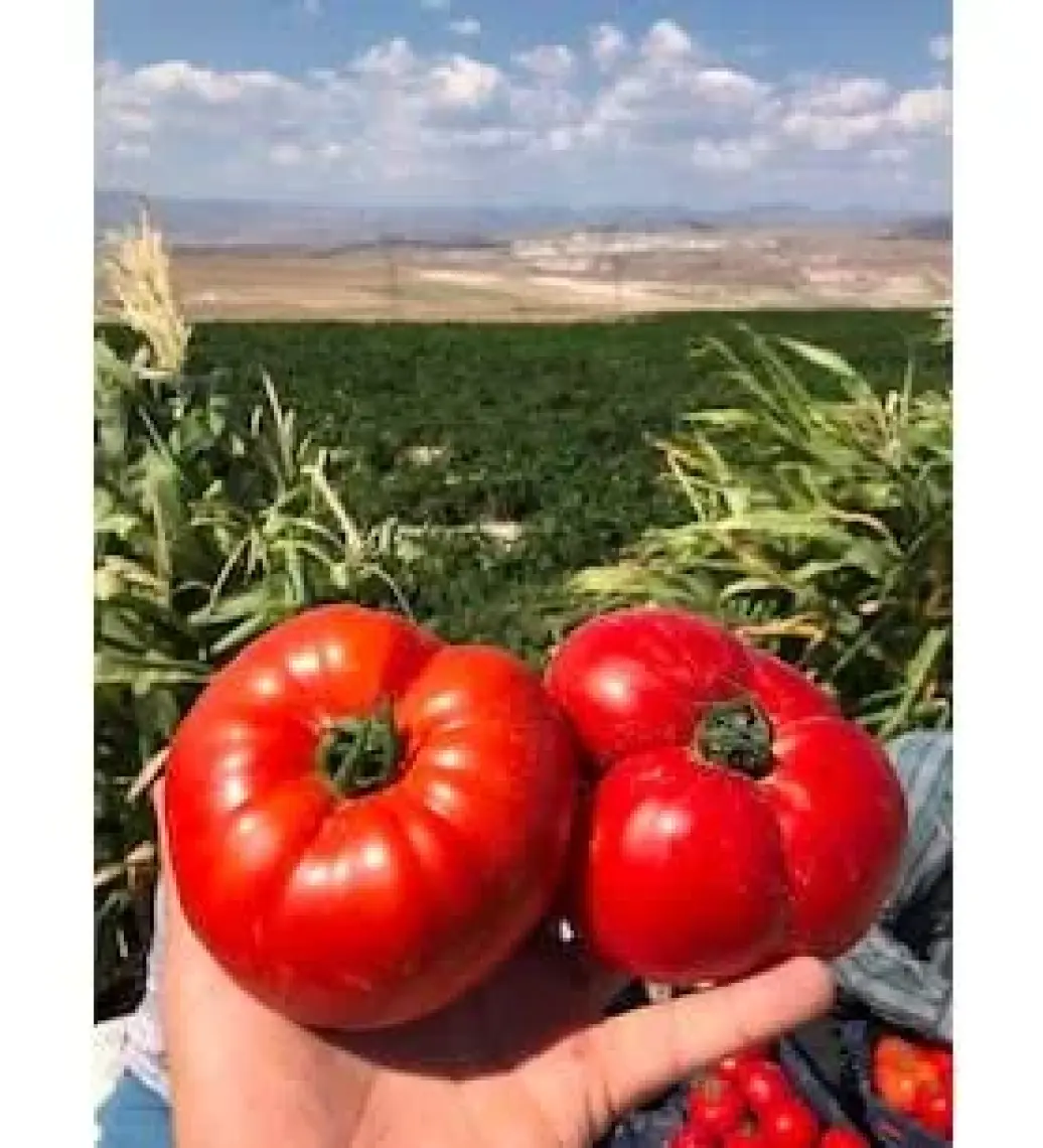 Agrodal Tarım Doğal Dilimli Köy Domatesi 100 Adet Tohum