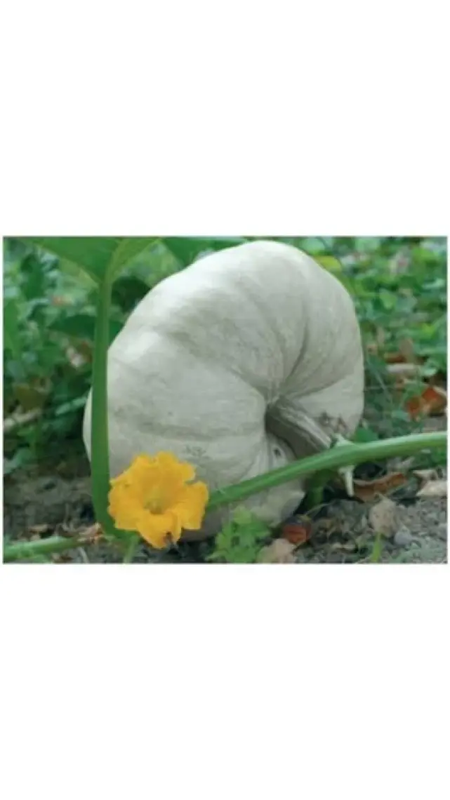 Kabak Balkabağı Tohumu(10 Gr)