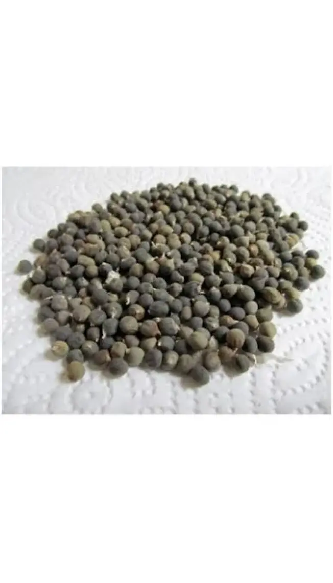 İbk İklim Bahçe Bamya Tohumu 1 kg
