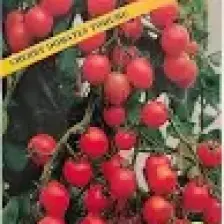 Sveryverts Cherry Domates Tohumu