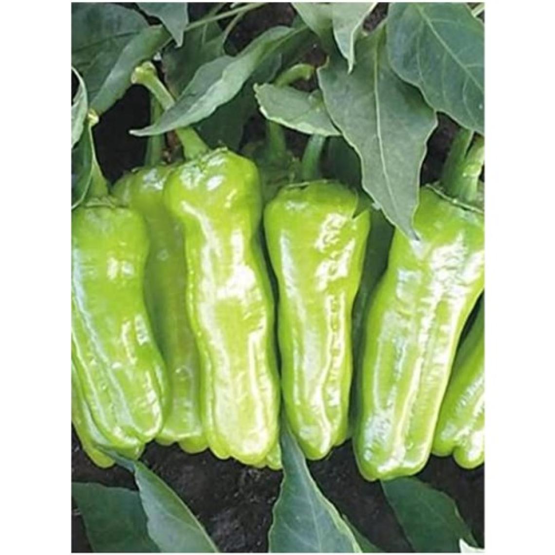 EKS Ticaret Erdem Garden Doğal Üçburun Mazamort Biberi Tohumu Tohum