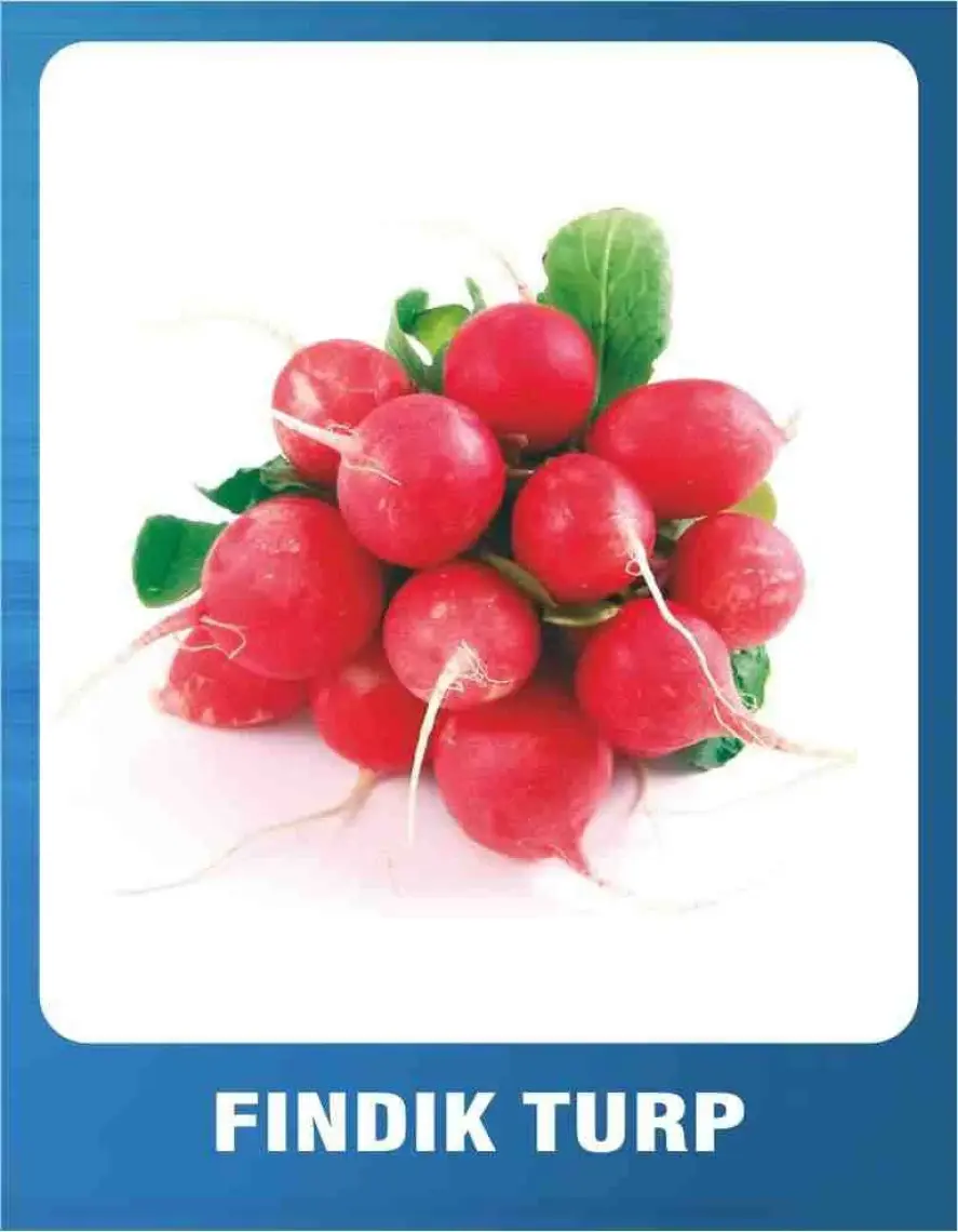 Ev Ve Bahçe Fındık Turp Tohumu (100 Tohum)