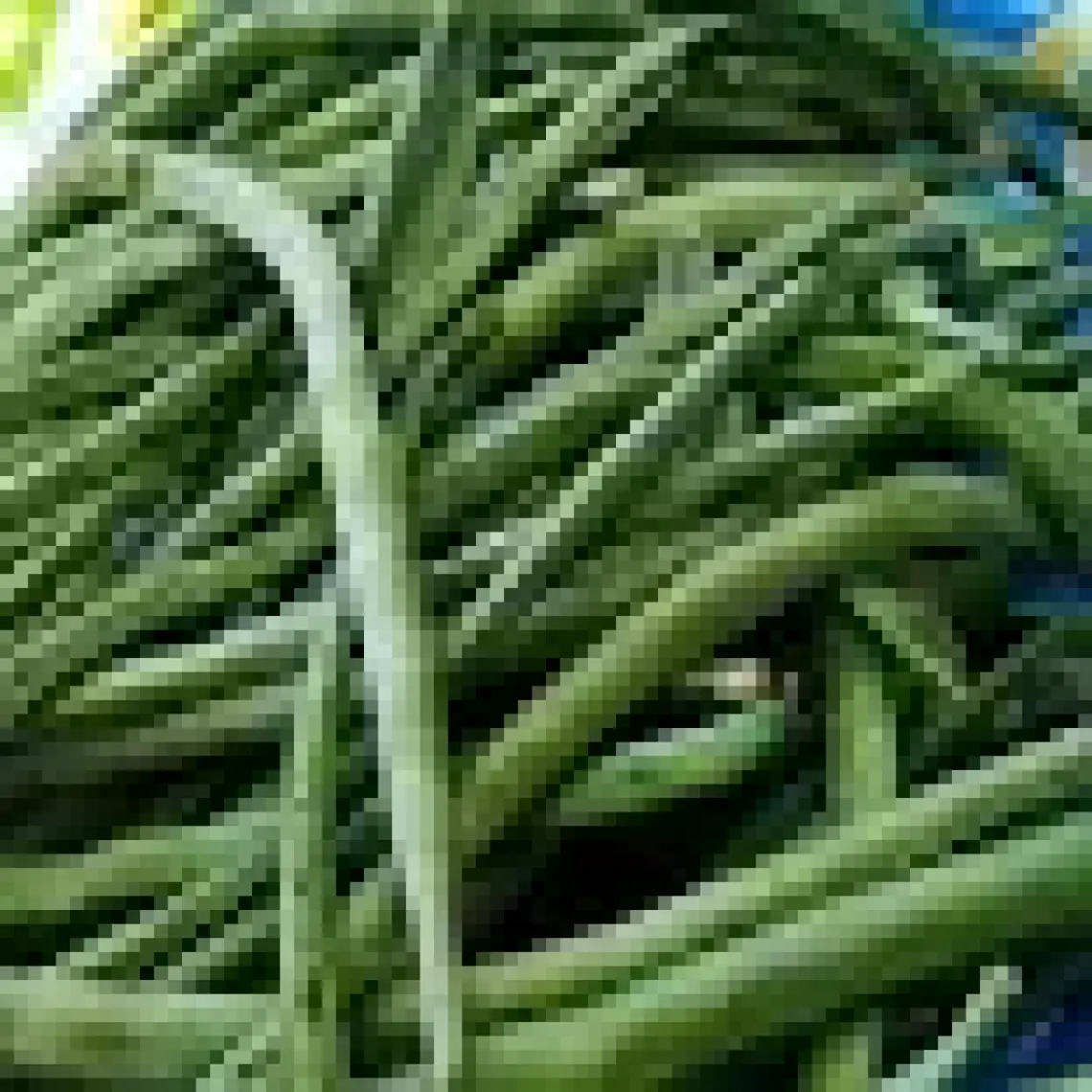 Miracle Tohum Miracle Kılçıksız Börülce Tohumu (25 gram)