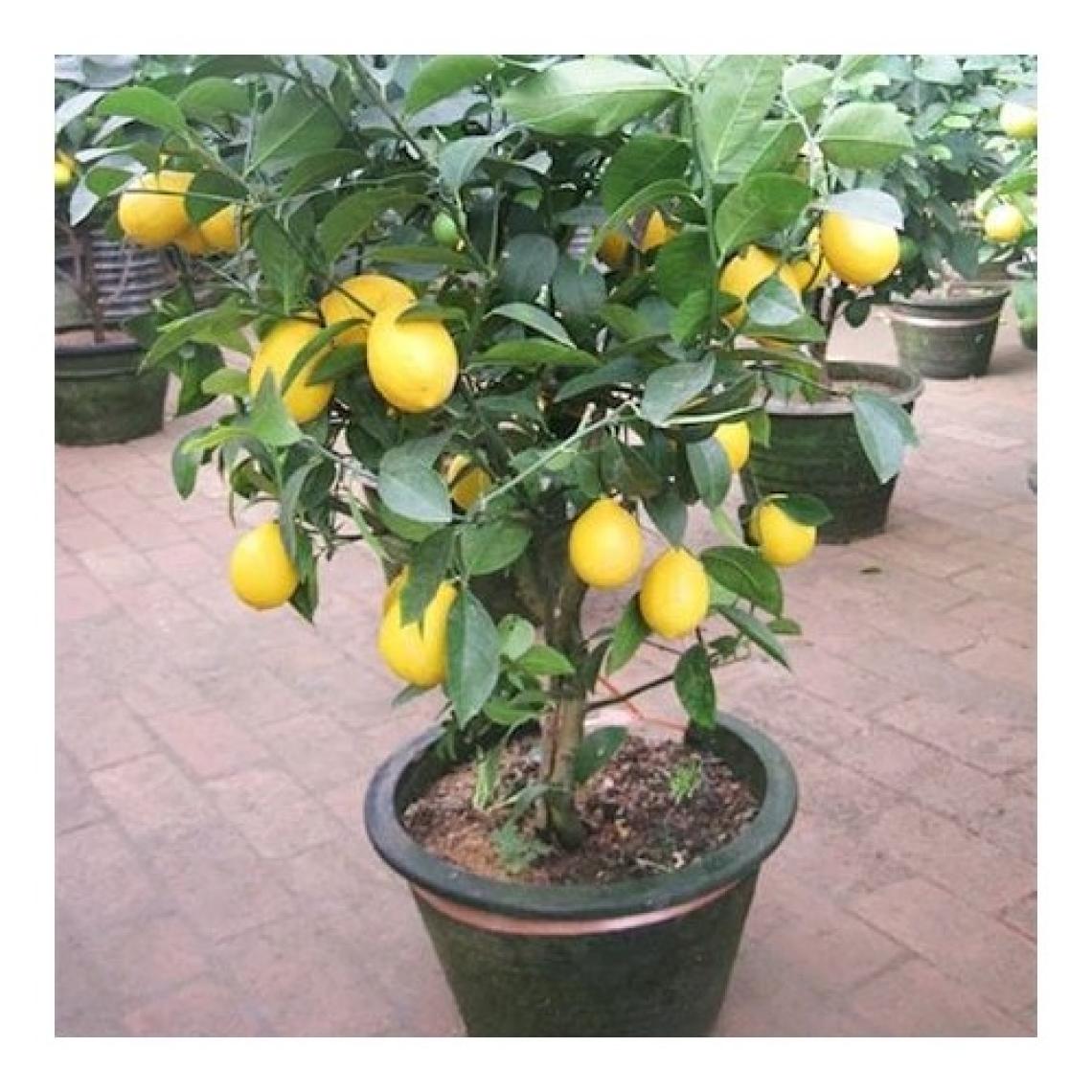Murat Tohumculuk Murat Tohum Bodur Bonsai Limon Ağacı Tohumu  5 Adet Tohum
