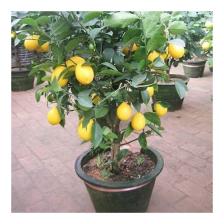 Murat Tohumculuk Murat Tohum Bodur Bonsai Limon Ağacı Tohumu  5 Adet Tohum