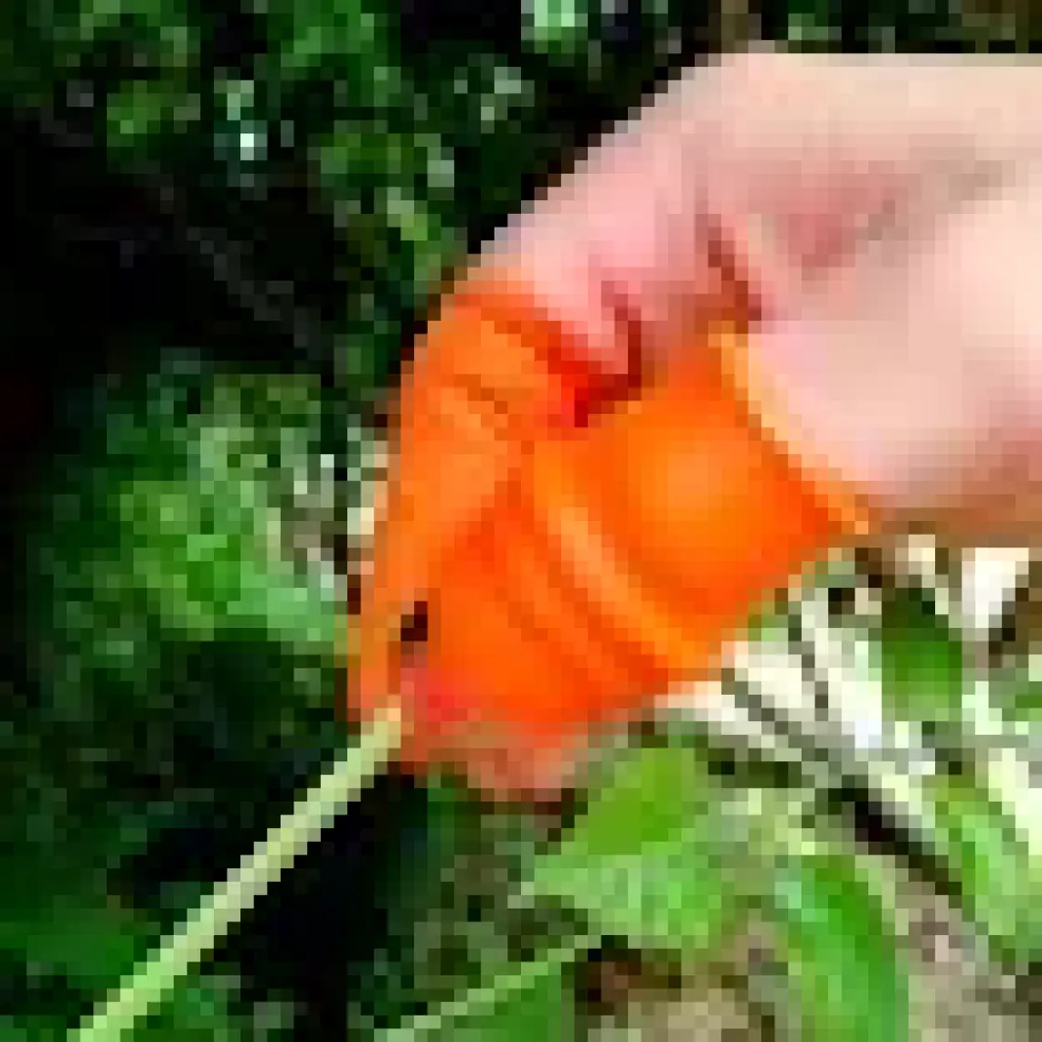 2N7Silikon Parmak Koruyucu Meyve Toplama Aracı