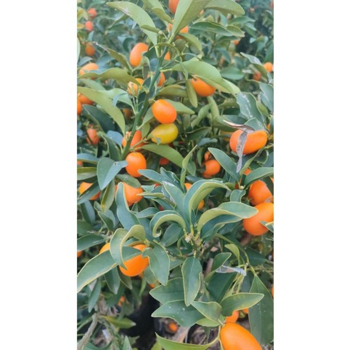 Aydoğdu Yenilebilir Süs Portakalı Kamkat (Kumkuat) Fidanı 100/120 cm