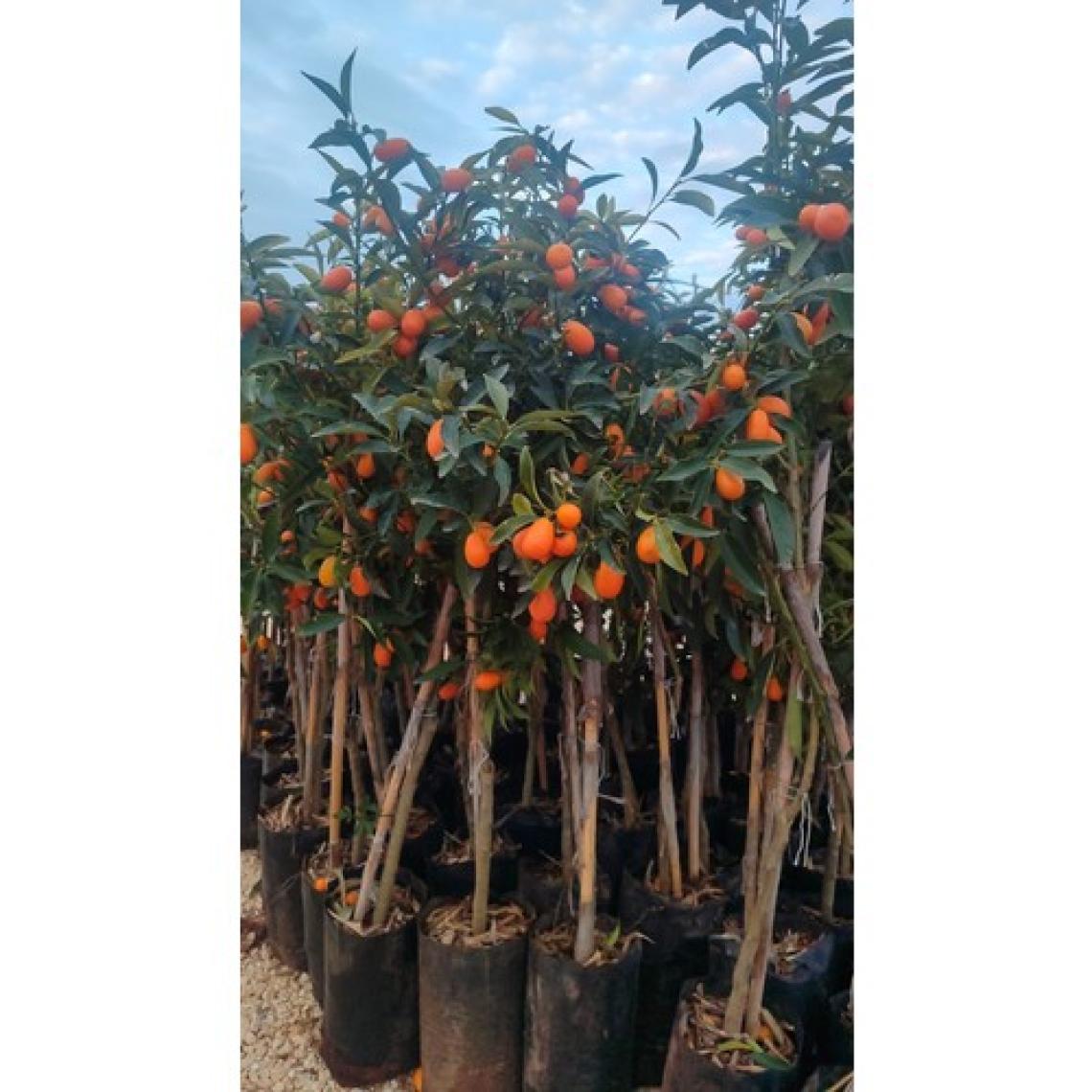 Aydoğdu Yenilebilir Süs Portakalı Kamkat (Kumkuat) Fidanı 100/120 cm