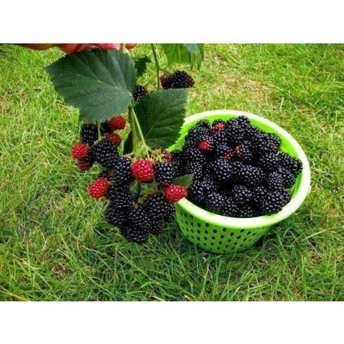 Fidancıyız Tüplü Fidan Dikensiz Jumbo Böğürtlen Fidanı
