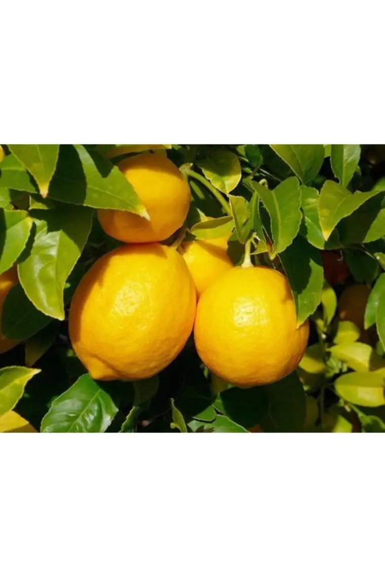 Fidancıyız 3 Yaşlı Mayer Limon Fidanı