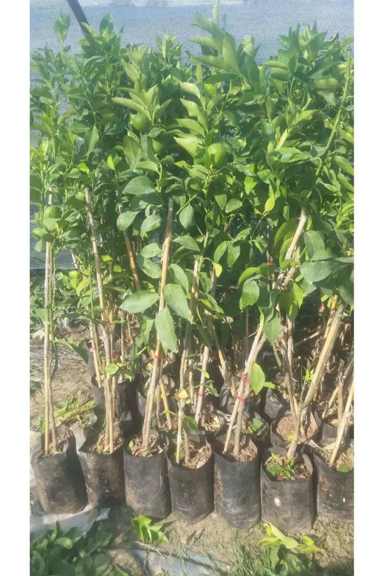 Fidancıyız 3 Yaşlı Mayer Limon Fidanı
