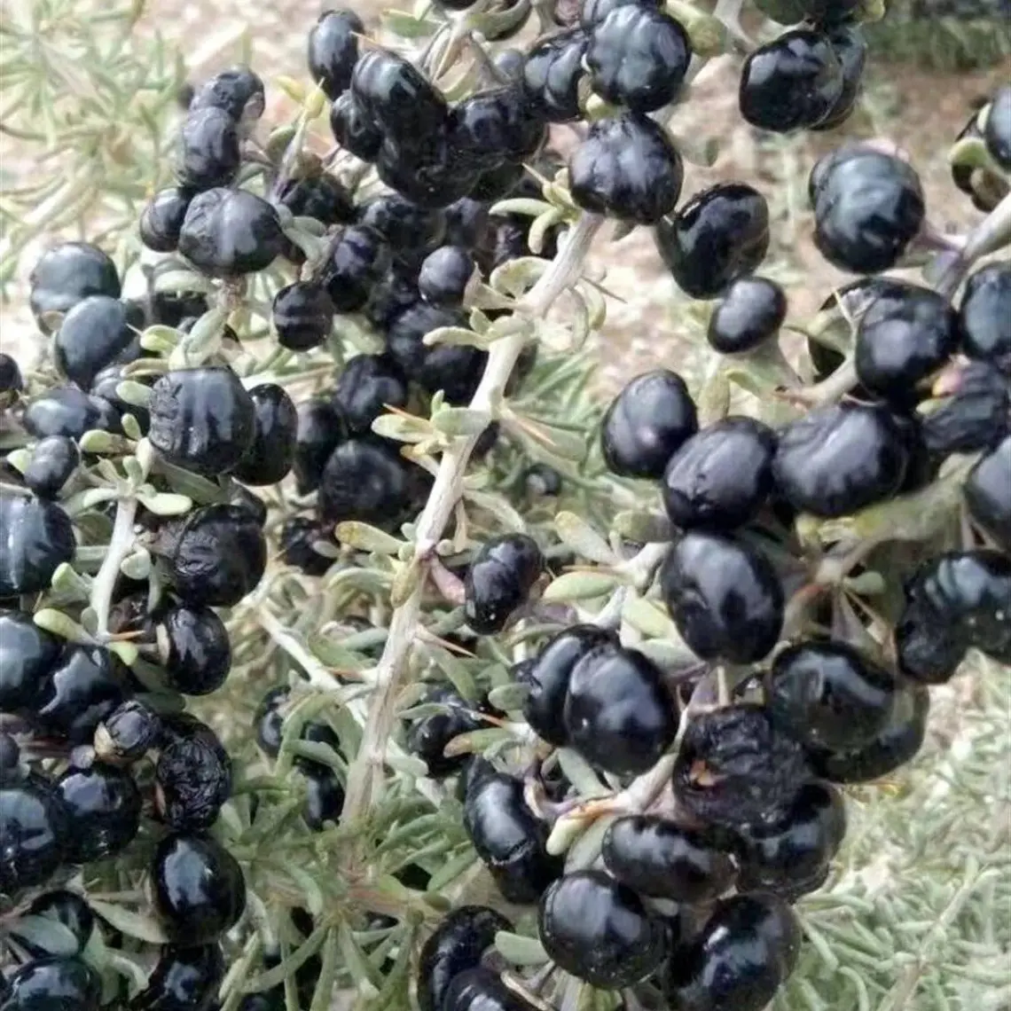 E-fidancim Nadir Siyah Goji Berry Fidanı (Sınırlı Stok)
