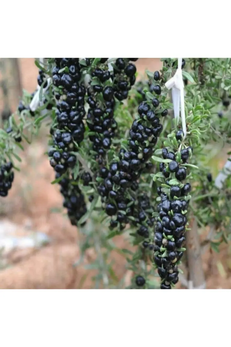 E-fidancim Nadir Siyah Goji Berry Fidanı (Sınırlı Stok)