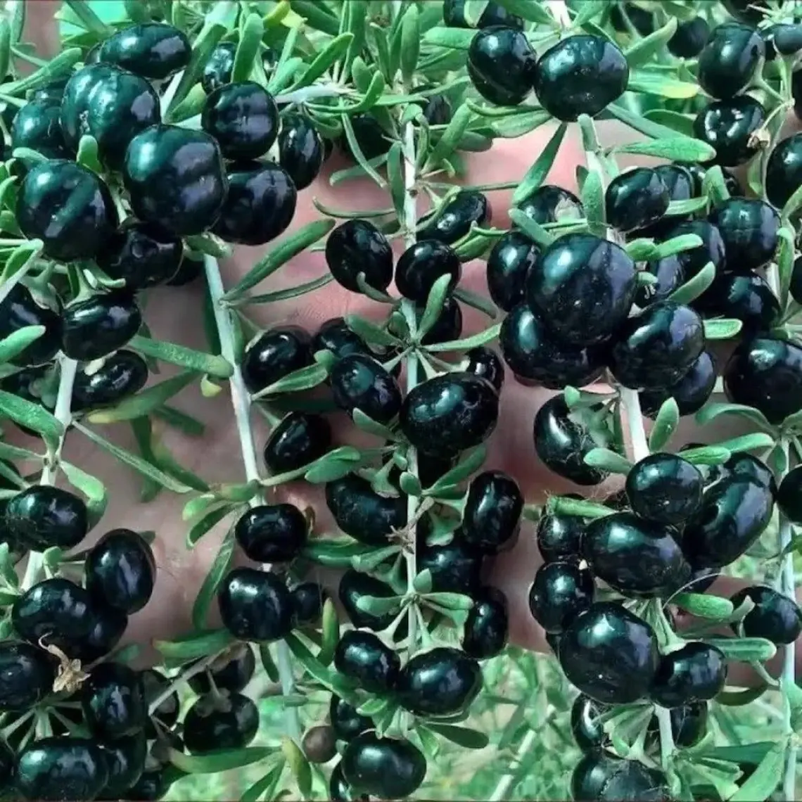 E-fidancim Nadir Siyah Goji Berry Fidanı (Sınırlı Stok)